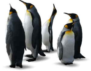 penguins2 1